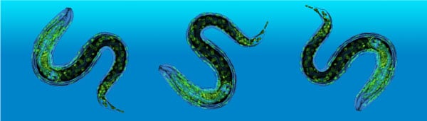 C elegans