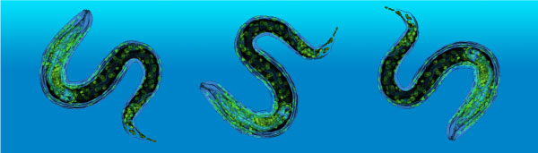 C elegans