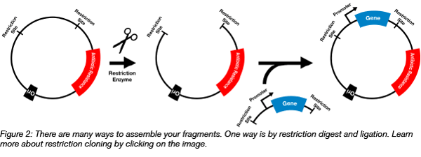 Restriction cloning into plasmid