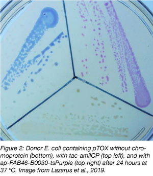chromoprotein expression in E. coli