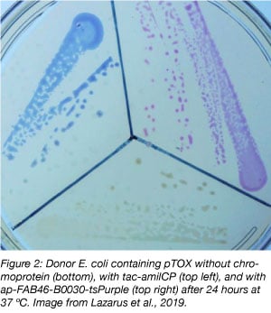 chromoprotein expression in E. coli