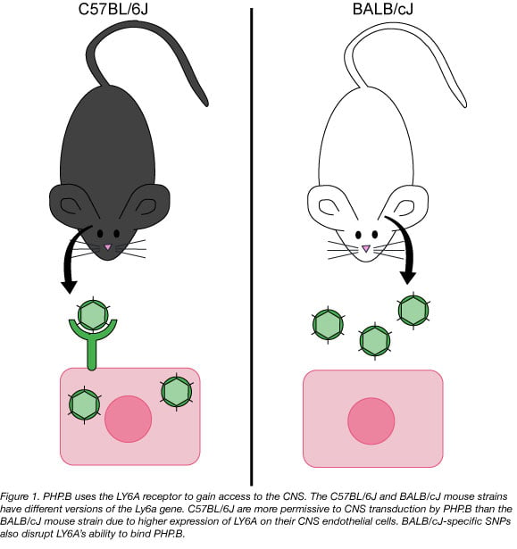 PHP.B uses the LY6A receptor to gain access to the central nervous system