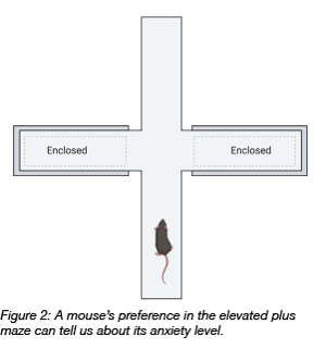 elevated plus maze for mouse behavioral test