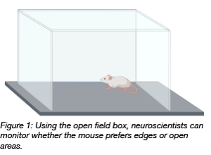 testing mouse behavior in the open field box