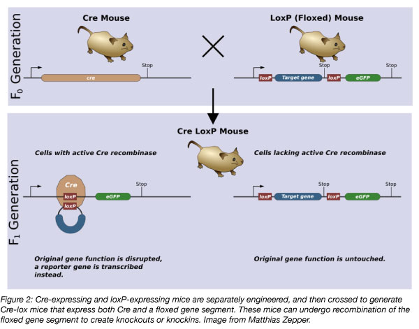 Cre and LoxP expressing mice are separately engineered and then crossed to for Cre-lox mice