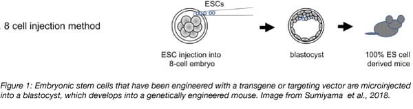 Microinjection of ESC embryo