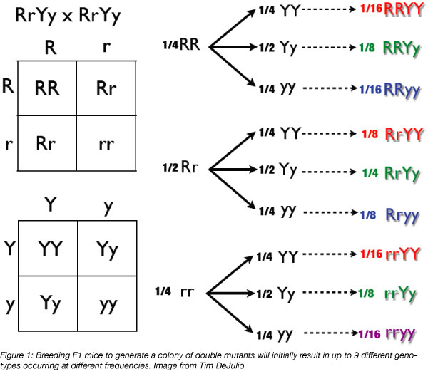 Dihybrid Cross Tree Method