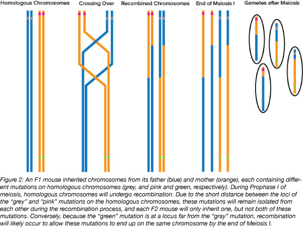 Meiosis cross over recombination