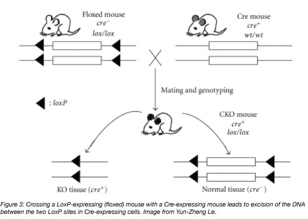 Mouse Cre Lox Conditional Knockout