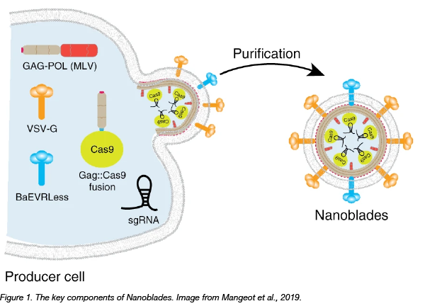 Nanoblade formation in 293T cells