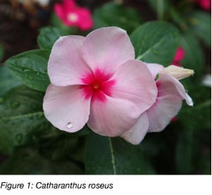 Catharanthus roseus plant