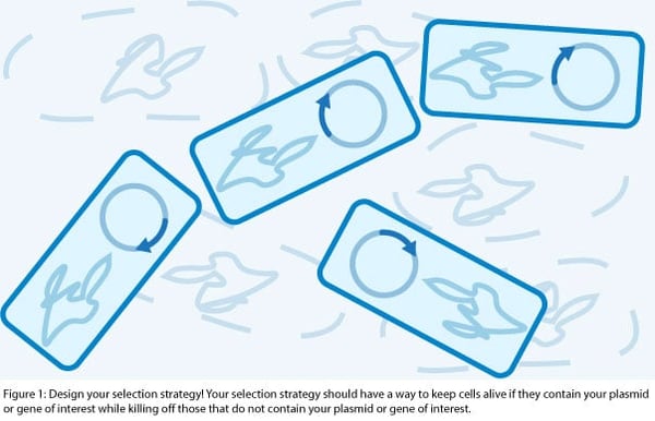 bacterial cloning selection strategy to select only clones containing plasmid