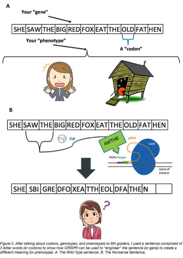 CRISPR genome edit explanation figure for 8th graders