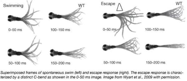 superimposed frames of spontaneous swim and escape response