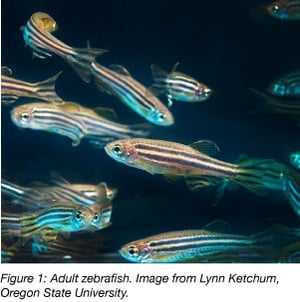 Zebrafish adult