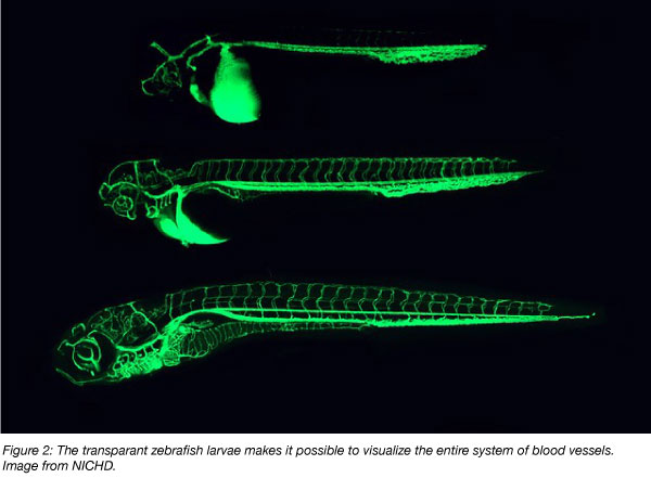 blood vessels visible in the zebrafish