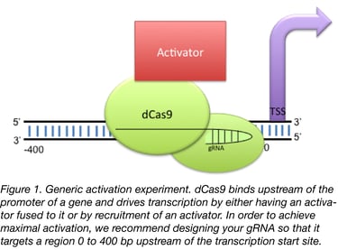 Cas9 Activator