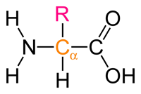 Amino Acid