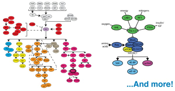 Samples of cancer signaling pathways