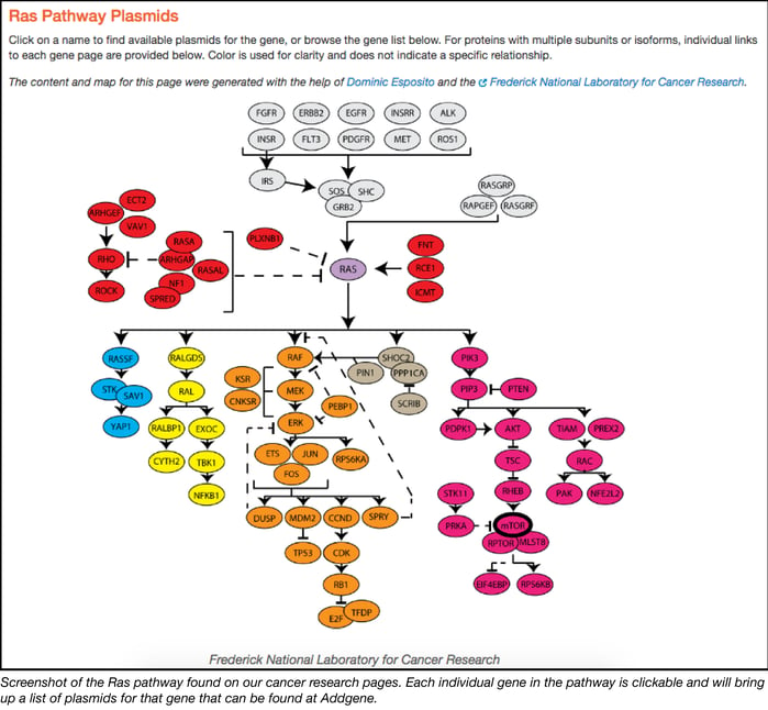 Ras Signalling Pathway Screenshot