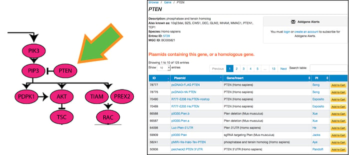 Table of Pten Plasmids