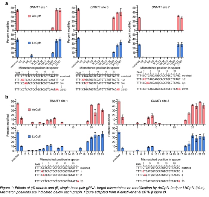 Effects of double and single base pair gRNA-target mismatches on modification by AsCpf1 or LbCpf1. Mismatched positions in the PAM sequence or near the 3' end of the guide are more tolerated than other mismatches.