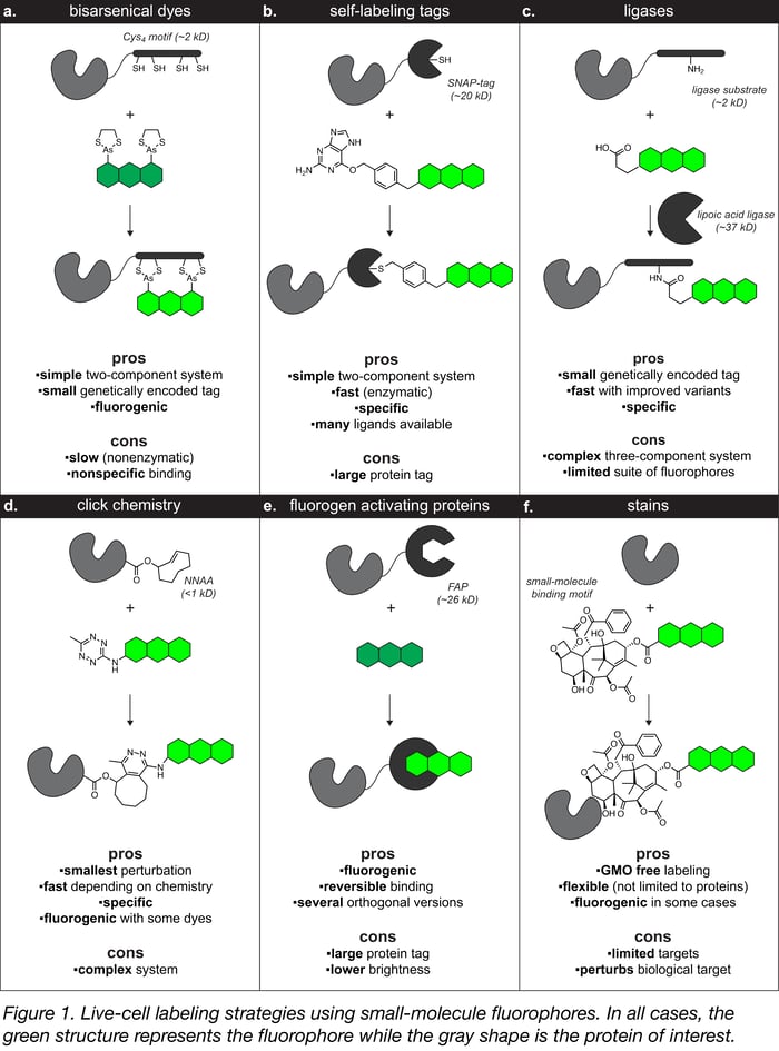 Live cell labeling strategies