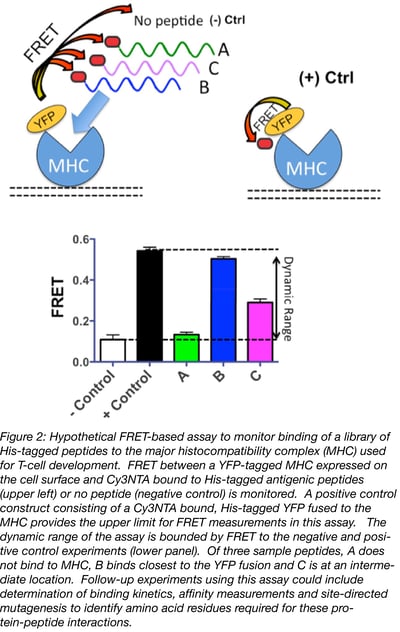 Controls for FRET experiments Controls for FRET experiments