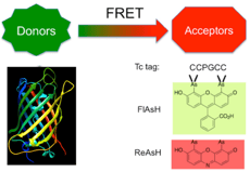 Examples of FRET Donors and Acceptors