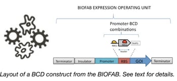 BIOFAB BCD Construct