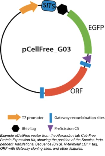 pCellFree Vector