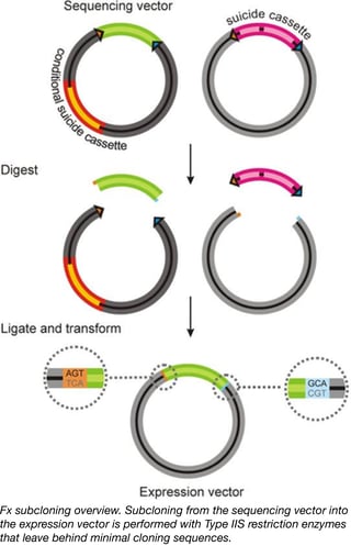 Fx Subcloning Overview