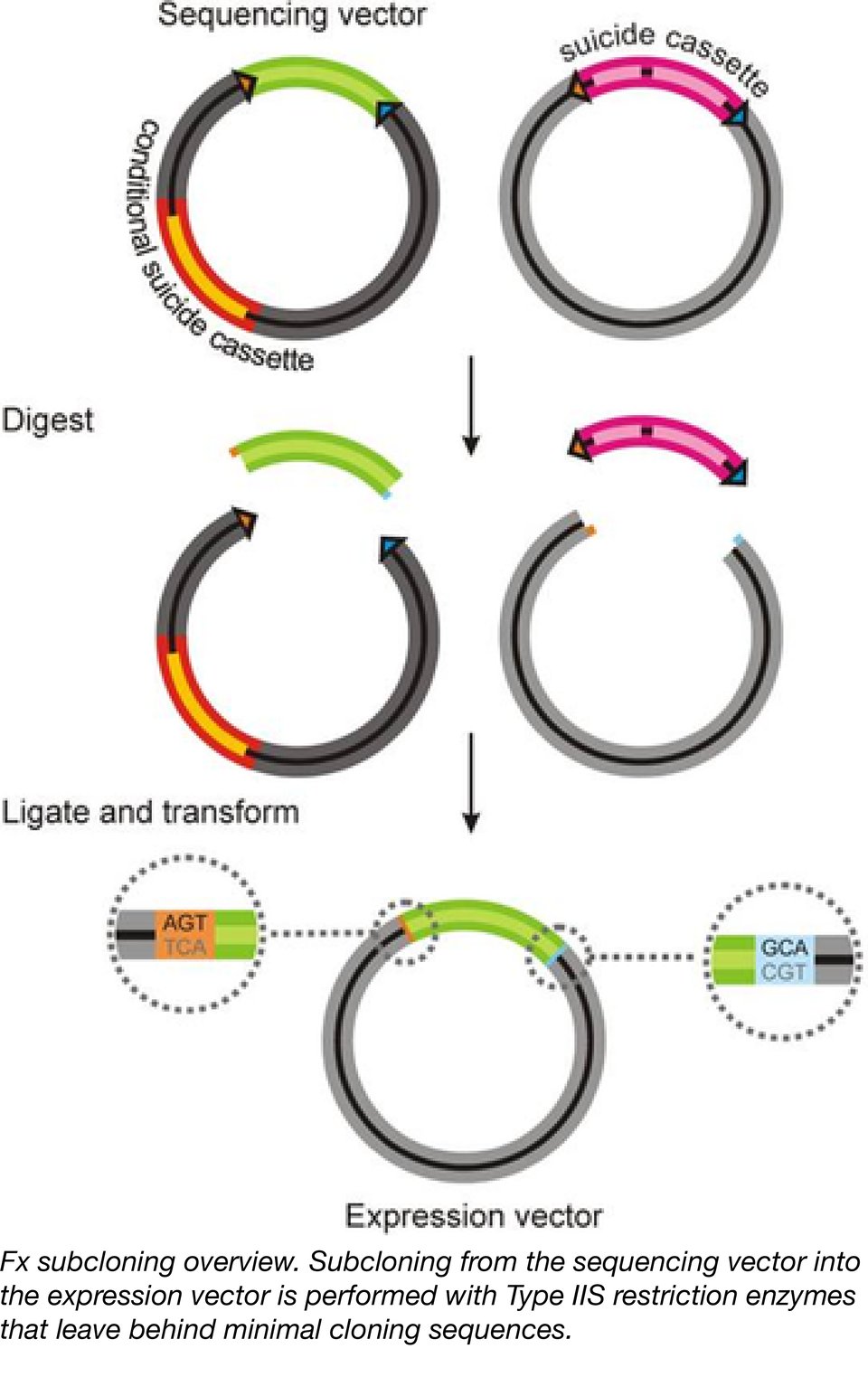Multiple Plasmids at a Low Price: Kits from Addgene