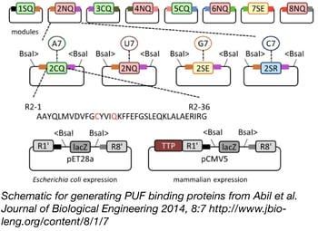 PUF Protein Assembly Schematic