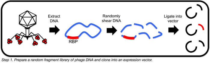 preparing a random fragment library of phage DNA to clone into an expression vector