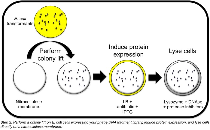 perform a colony lift on E. coli cells expressing phage DNA fragment library