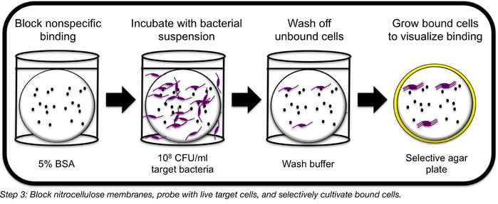 steps to block, wash, and grow bound cells