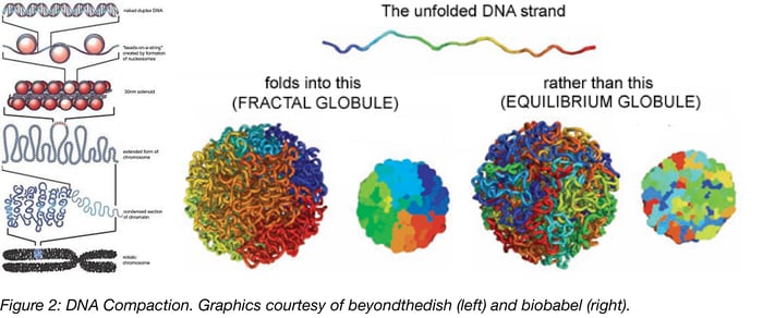 DNA compaction