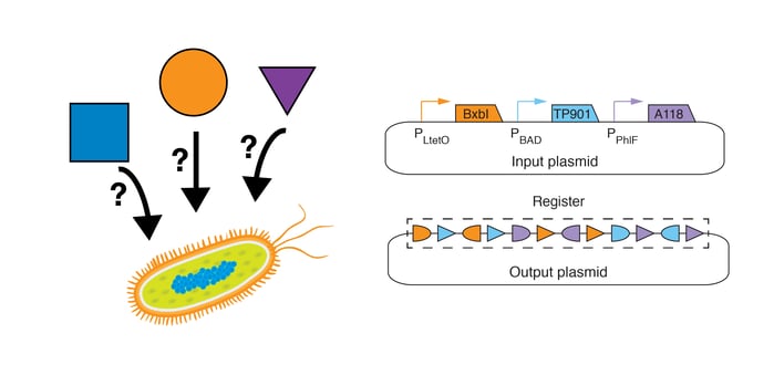 recombinase Based State Machines