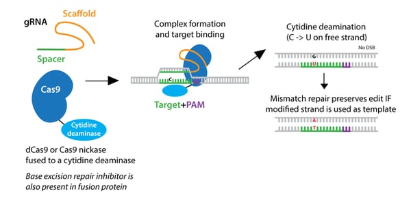 Schematic of cytosine base editing. gRNA and Cas9-cytidine deaminase fusion come together, and forms a complex and binds the target. Cytidine deamination turns a C to a U on the free strand. Mismatch repair preserves edit if the modified strand is used as the template.