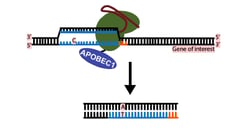 CRISPR Single Base Editor