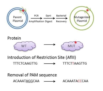 Site Directed Mutagenesis Graphical Abstract