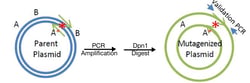 Site Directed Mutagenesis Overview