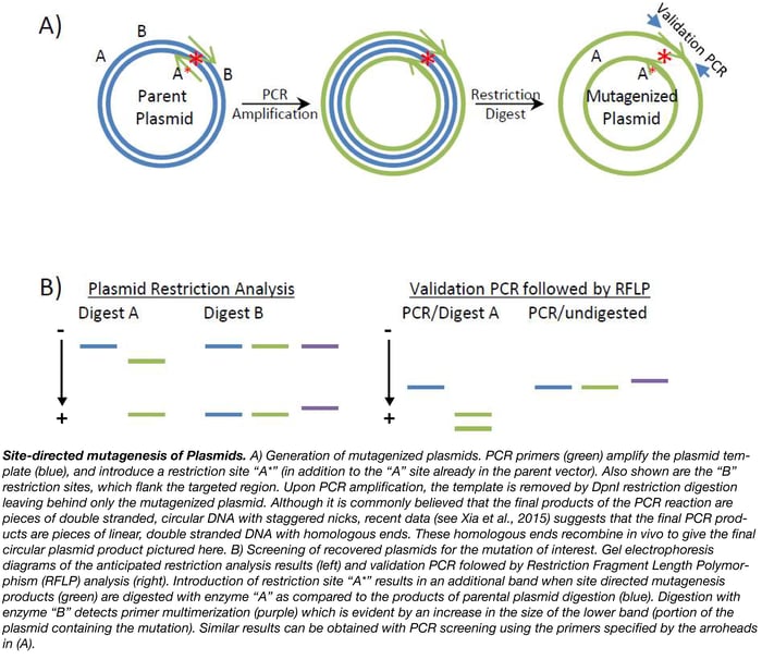 Site Directed Mutagenesis Summary Site Directed Mutagenesis Summary