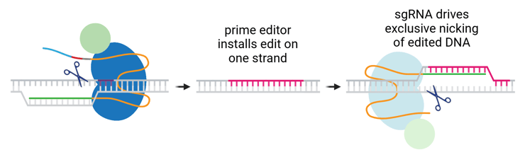 A cartoon of the PE3b approach to designing nicking sgRNAs. First, a prime editor installs an edit on one strand of DNA. Then, an sgRNA guides a prime editor to nick the opposite strand with a guide sequence complementary to the newly edited sequence, ensuring non-edited DNA cannot be nicked.