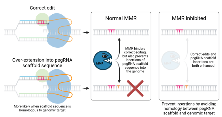 A cartoon comparing two editing outcomes in two different cellular contexts. The top row shows a correct prime edit, while the bottom row shows a prime editor where the reverse transcriptase has over-extended genomic DNA by using the pegRNA scaffold sequence as a template. This outcome is more likely when the pegRNA scaffold is homologous to the target genomic sequence.  Both these editing outcomes are shown first in a cellular context with normal mismatch repair (MMR). MMR, depicted as a monster, targets both edit results, hindering correct editing, but also preventing insertions of the pegRNA scaffold sequence into the genome. A large red X is shown over the DNA with an incorrect scaffold insertion.  Next, both editing outcomes are shown in a cellular context where MMR is inhibited. The MMR monster is shown very faintly, indicating its absence. In this context, both correct edits and pegRNA scaffold insertions are enhanced. As an alternative strategy to prevent scaffold insertions, the figure recommends avoiding homology between the pegRNA scaffold and the genomic target.