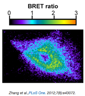 Bioluminescent pH sensor