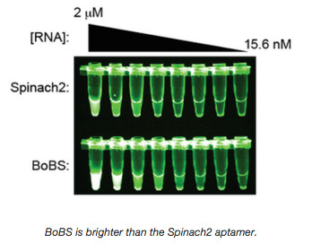 BoBS is brighter than the Spinach2 aptamer