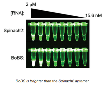 BOBs.png BoBS is brighter than the Spinach2 aptamer