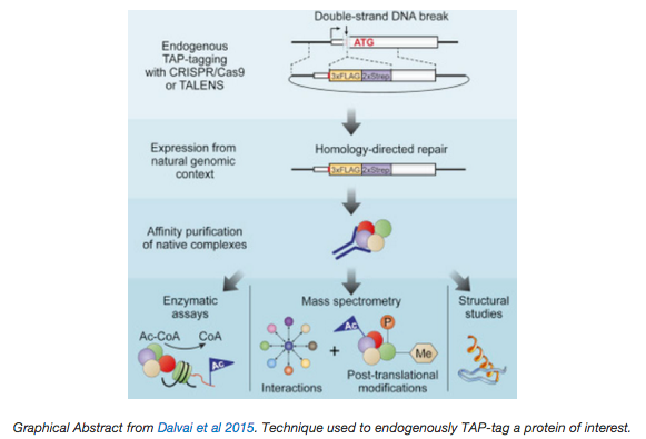 CRISPR tagging